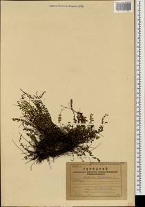 Asplenium trichomanes L., Caucasus, Armenia (K5) (Armenia)
