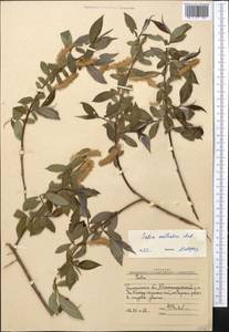 Salix excelsa J.F.Gmel., Middle Asia, Western Tian Shan & Karatau (M3) (Uzbekistan)