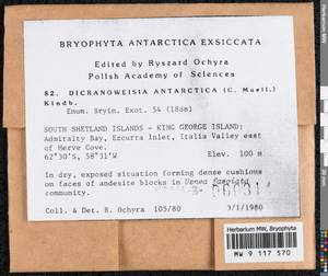 Hymenoloma antarcticum (Müll. Hal.) Ochyra, Bryophytes, Bryophytes - Antarctica (BAn) (Antarctica)