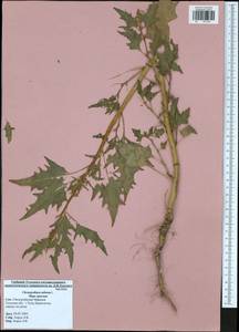 Oxybasis rubra (L.) S.Fuentes, Uotila & Borsch, Eastern Europe, Central region (E4) (Russia)