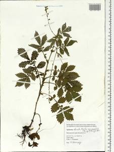 Agrimonia pilosa Ledeb., Siberia, Russian Far East (S6) (Russia)