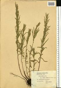Artemisia glauca Pall. ex Willd., Eastern Europe, Moscow region (E4a) (Russia)