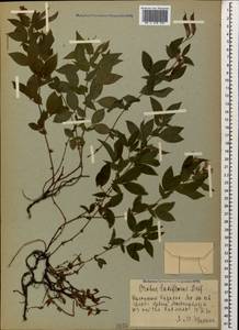 Lathyrus laxiflorus (Desf.) Kuntze, Caucasus, Azerbaijan (K6) (Azerbaijan)