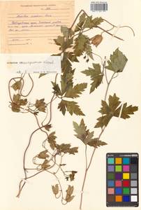 Aconitum consanguineum Vorosch., Siberia, Russian Far East (S6) (Russia)