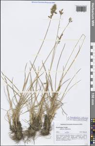 Paracolpodium altaicum (Trin.) Tzvelev, Siberia, Altai & Sayany Mountains (S2) (Russia)