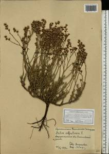 Limonium suffruticosum (L.) Kuntze, Eastern Europe, Lower Volga region (E9) (Russia)
