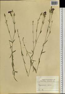 Dianthus chinensis L., Siberia, Russian Far East (S6) (Russia)