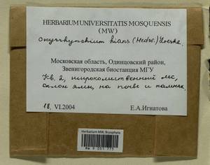 Oxyrrhynchium hians (Hedw.) Loeske, Bryophytes, Bryophytes - Moscow City & Moscow Oblast (B6a) (Russia)