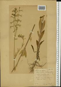 Silene dichotoma Ehrh., Eastern Europe, Central region (E4) (Russia)