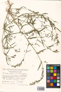 Atriplex patula L., Eastern Europe, Moscow region (E4a) (Russia)