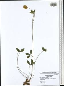 Trifolium montanum L., Eastern Europe, Central region (E4) (Russia)