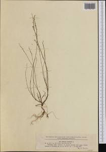 Bufonia tenuifolia, Western Europe (EUR) (Romania)