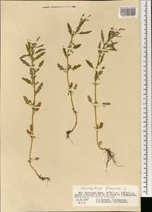 Oxybasis glauca (L.) S. Fuentes, Uotila & Borsch, Mongolia (MONG) (Mongolia)