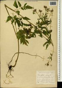 Chaerophyllum aureum L., South Asia, South Asia (Asia outside ex-Soviet states and Mongolia) (ASIA) (Turkey)