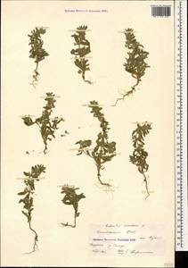 Sideritis montana L., Caucasus, Dagestan (K2) (Russia)