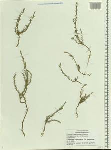 Salsola tamariscina Pall., Eastern Europe, Lower Volga region (E9) (Russia)