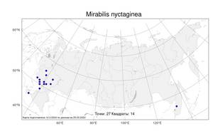 Mirabilis nyctaginea (Michx.) Mac Mill., Atlas of the Russian Flora (FLORUS) (Russia)