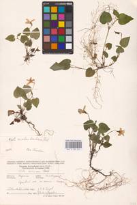 Viola reichenbachiana Jord. ex Boreau, Eastern Europe, West Ukrainian region (E13) (Ukraine)