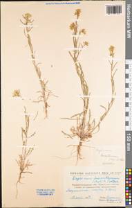 Erysimum leucanthemum (Stephan) B. Fedtsch., Eastern Europe, North Ukrainian region (E11) (Ukraine)