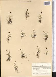 Carex pachystylis J.Gay, Middle Asia, Kopet Dag, Badkhyz, Small & Great Balkhan (M1) (Turkmenistan)