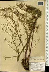 Calyptrosciadium bungei (Boiss.) Pimenov, South Asia, South Asia (Asia outside ex-Soviet states and Mongolia) (ASIA) (Iran)