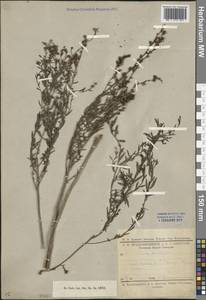 Linaria genistifolia (L.) Mill., Caucasus, Stavropol Krai, Karachay-Cherkessia & Kabardino-Balkaria (K1b) (Russia)