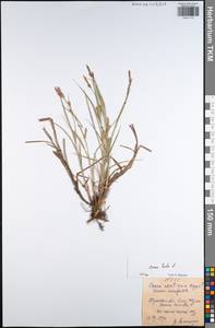 Carex hirta L., Eastern Europe, Central region (E4) (Russia)