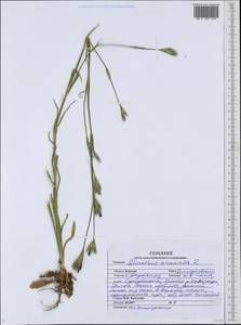 Dianthus armeria L., Eastern Europe, Central forest-and-steppe region (E6) (Russia)