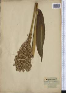 Sorghum bicolor (L.) Moench, Western Europe (EUR) (Not classified)