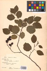 Alnus incana (L.) Moench, Eastern Europe, Moscow region (E4a) (Russia)