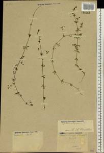 Galium uliginosum L., Eastern Europe, Moscow region (E4a) (Russia)