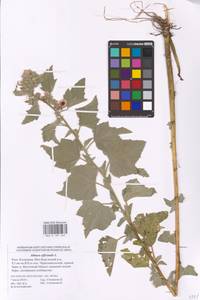 Althaea officinalis L., Eastern Europe, Lower Volga region (E9) (Russia)