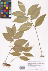 Polygonatum latifolium (Jacq.) Desf., Eastern Europe, South Ukrainian region (E12) (Ukraine)
