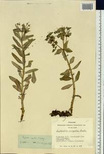 Euphorbia rupestris C.A.Mey. ex Ledeb., Siberia, Altai & Sayany Mountains (S2) (Russia)