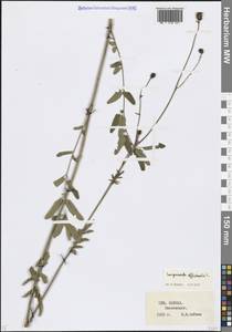 Sanguisorba officinalis L., Caucasus, Stavropol Krai, Karachay-Cherkessia & Kabardino-Balkaria (K1b) (Russia)