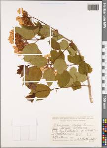 Viburnum opulus L., Caucasus, Georgia (K4) (Georgia)