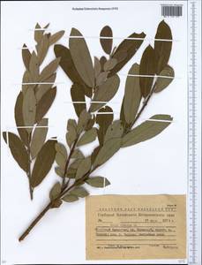 Salix cinerea L., Siberia, Western (Kazakhstan) Altai Mountains (S2a) (Kazakhstan)