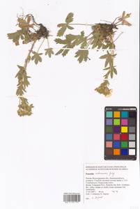 Potentilla astracanica Jacq., Eastern Europe, Lower Volga region (E9) (Russia)