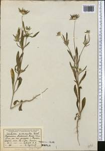 Lomelosia micrantha (Desf.) Greuter & Burdet, Middle Asia, Kopet Dag, Badkhyz, Small & Great Balkhan (M1) (Turkmenistan)