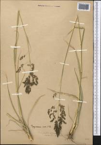 Eragrostis collina Trin., Middle Asia, Western Tian Shan & Karatau (M3) (Kazakhstan)