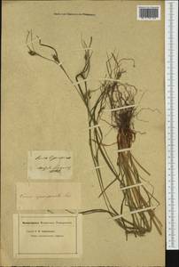 Carex depauperata Curtis ex Stokes, Western Europe (EUR) (Not classified)