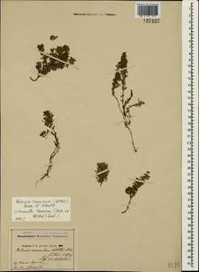 Cruciata taurica (Pall. ex Willd.) Ehrend., Crimea (KRYM) (Russia)