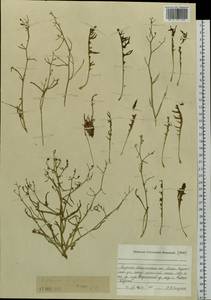 Crepidiastrum tenuifolium (Willd.) Sennikov, Siberia, Western (Kazakhstan) Altai Mountains (S2a) (Kazakhstan)