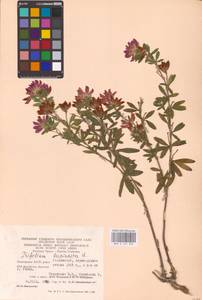 Trifolium lupinaster L., Eastern Europe, Eastern region (E10) (Russia)