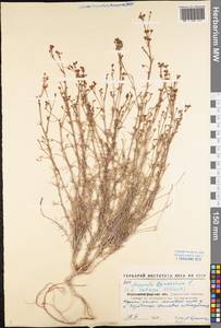 Cynanchica pyrenaica subsp. cynanchica (L.) P.Caputo & Del Guacchio, Eastern Europe, North Ukrainian region (E11) (Ukraine)
