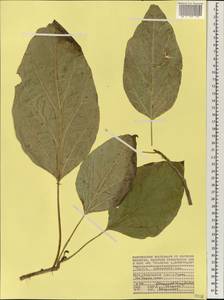 Cordia subcordata Lam., Africa (AFR) (Seychelles)