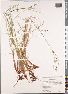 Carex globularis L., Siberia, Russian Far East (S6) (Russia)