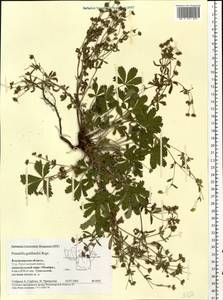 Potentilla thuringiaca Bernh. ex Link, Eastern Europe, Central region (E4) (Russia)