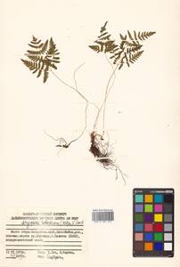 Gymnocarpium robertianum (Hoffm.) Newman, Siberia, Russian Far East (S6) (Russia)