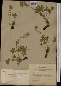 Potentilla caulescens L., Western Europe (EUR) (Italy)